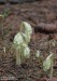 hnilák smrkový (Rostliny), Monotropa hypopity (Plantae)